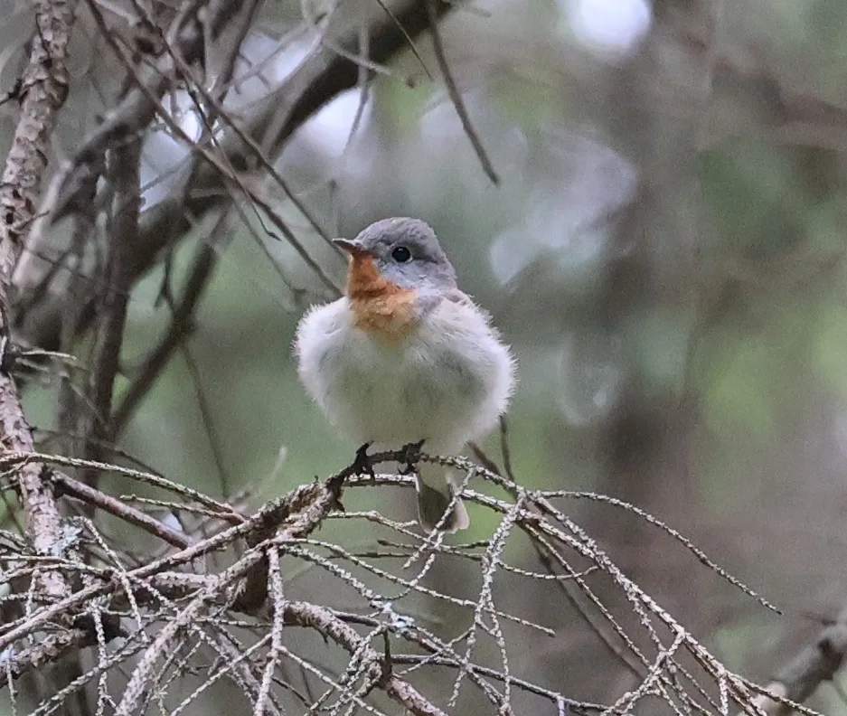 红胸姬鹟(Ficedula parva)
