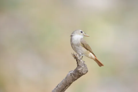 栗尾姬鹟