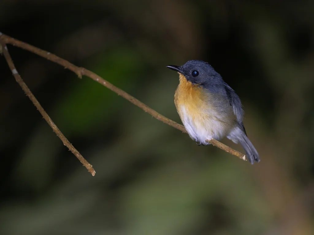 棕喉姬鹟(Ficedula rufigula)