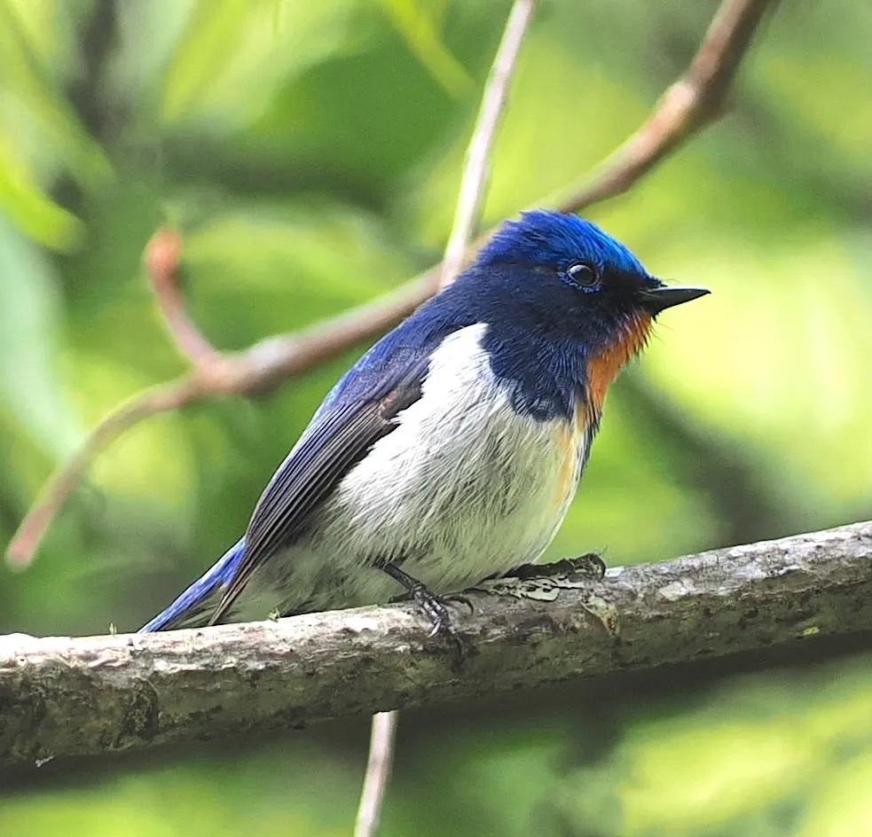 玉头姬鹟（Ficedula sapphira）