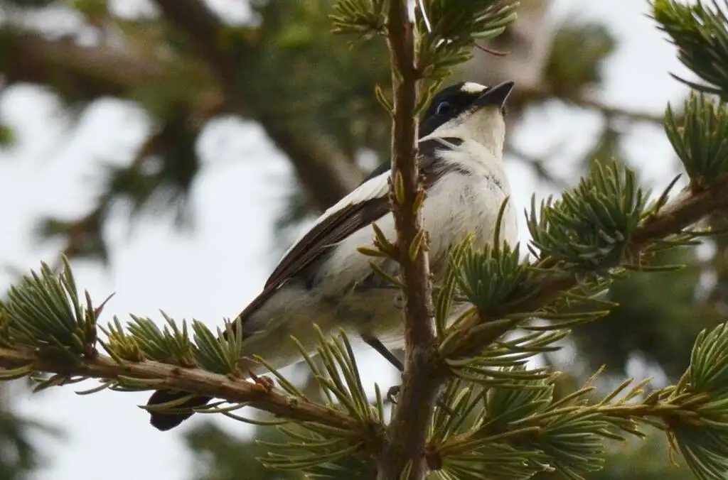 非洲斑姬鹟(Ficedula speculigera)