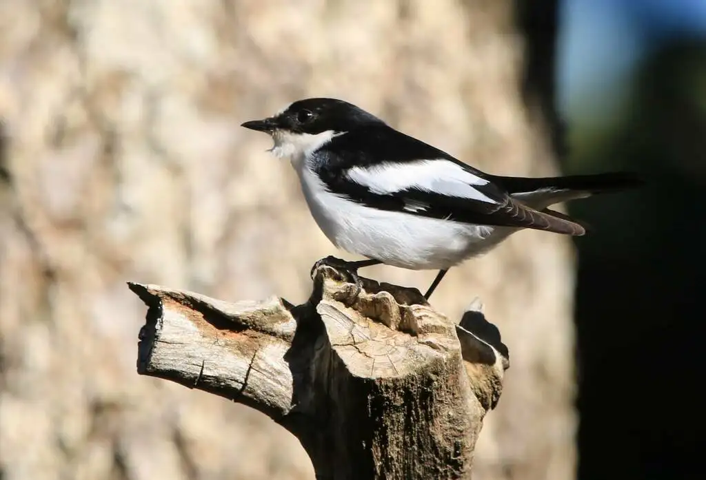 非洲斑姬鹟(Ficedula speculigera)