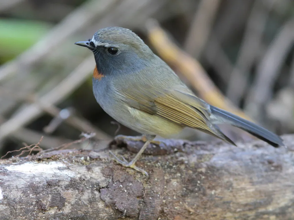 橙胸姬鹟(Ficedula strophiata)