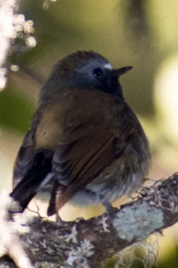 橙胸姬鹟（Ficedula strophiata）