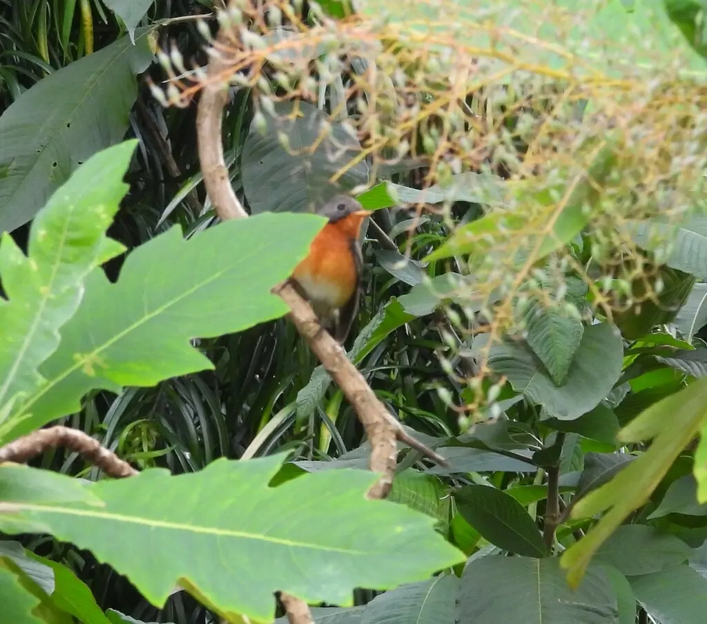 印巴姬鹟(Ficedula subrubra)