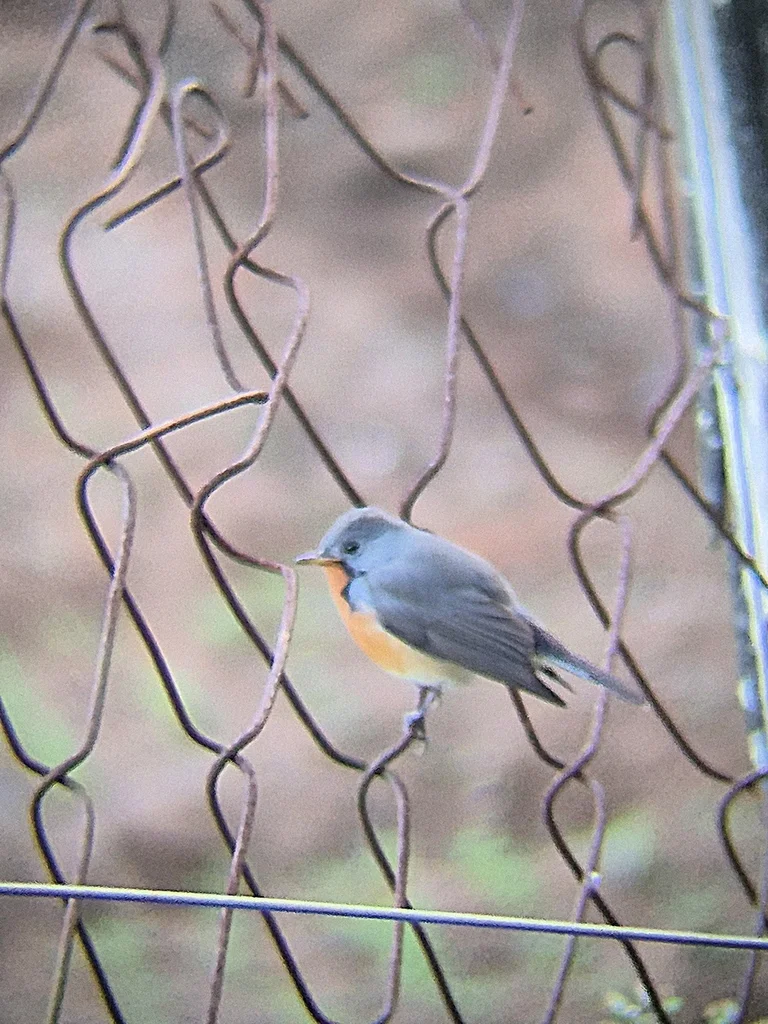 印巴姬鹟(Ficedula subrubra)