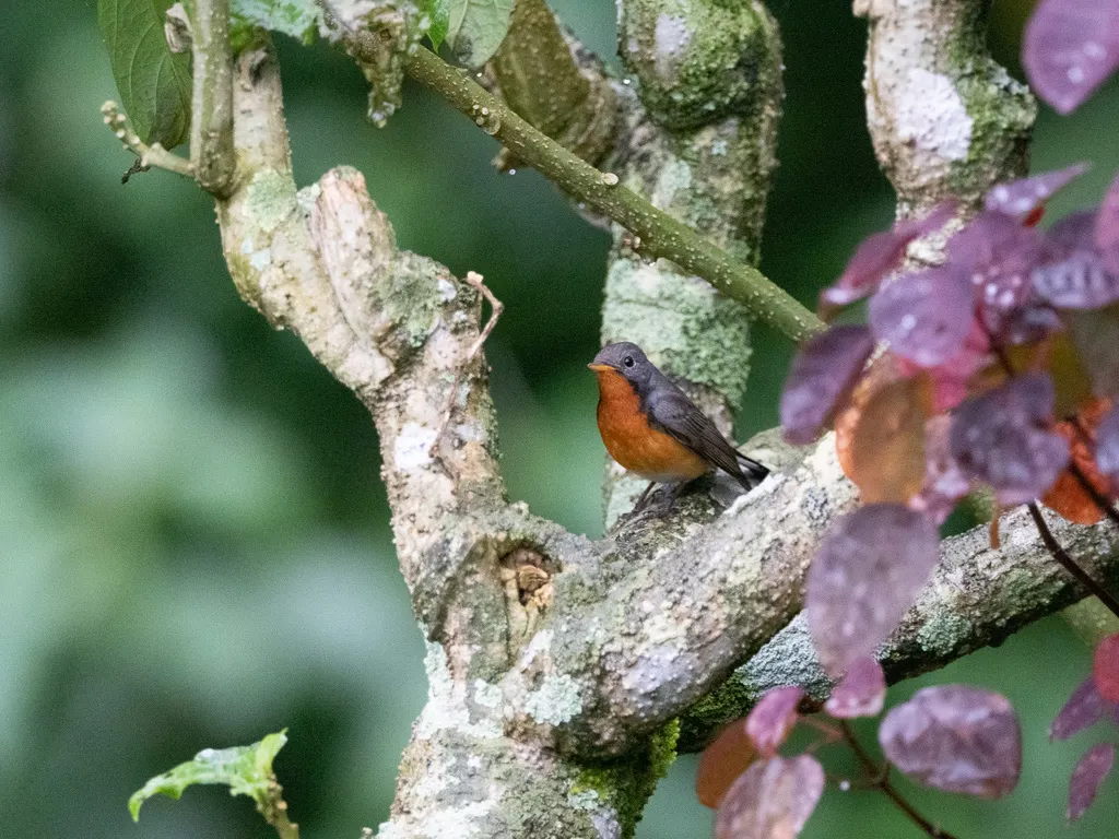印巴姬鹟(Ficedula subrubra)