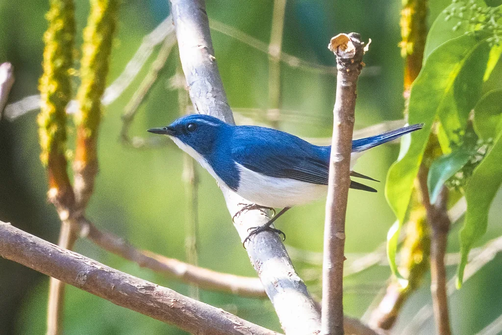 白眉蓝姬鹟（Ficedula superciliaris）