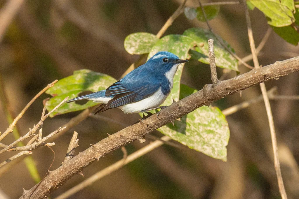 白眉蓝姬鹟（Ficedula superciliaris）