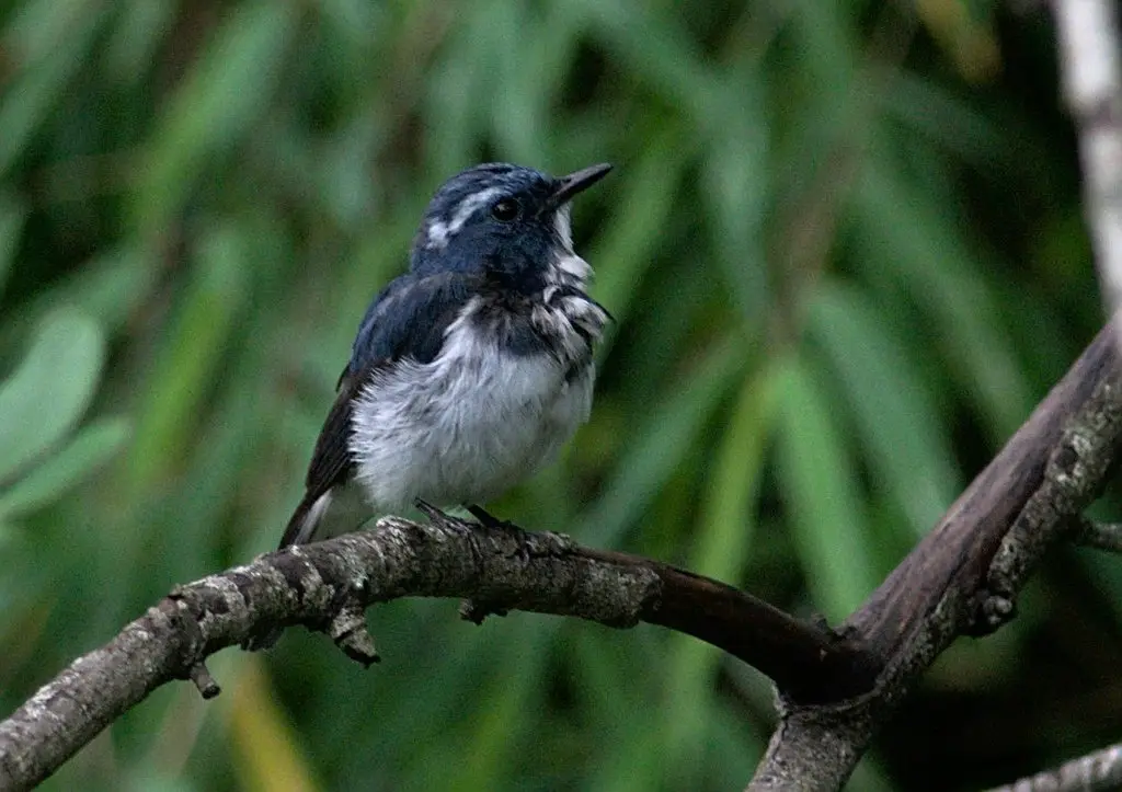 白眉蓝姬鹟（Ficedula superciliaris）