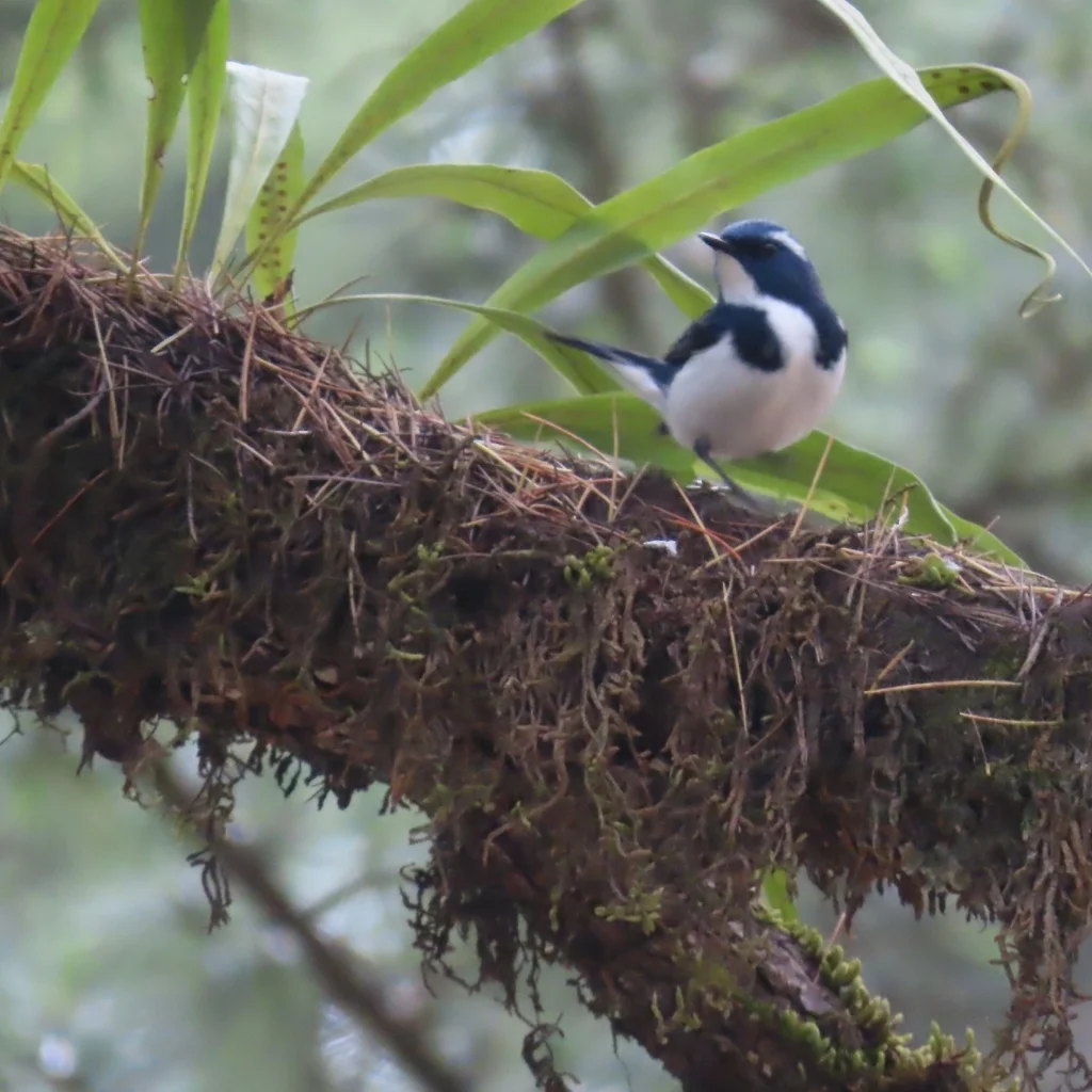 白眉蓝姬鹟（Ficedula superciliaris）