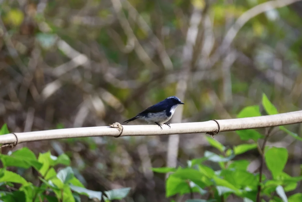 白眉蓝姬鹟（Ficedula superciliaris）