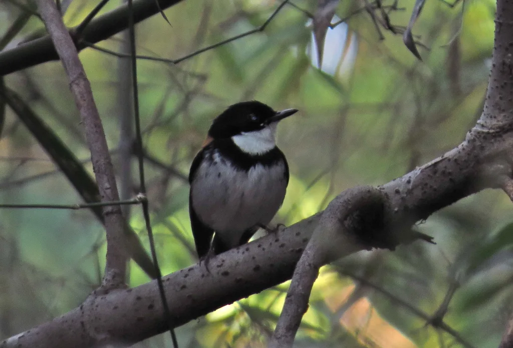 帝汶姬鹟(Ficedula timorensis)