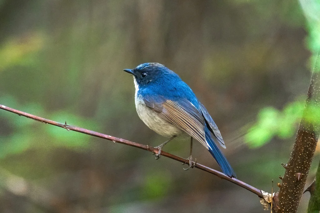 灰蓝姬鹟（Ficedula tricolor）