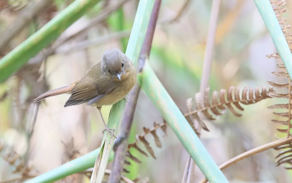 灰蓝姬鹟（Ficedula tricolor）