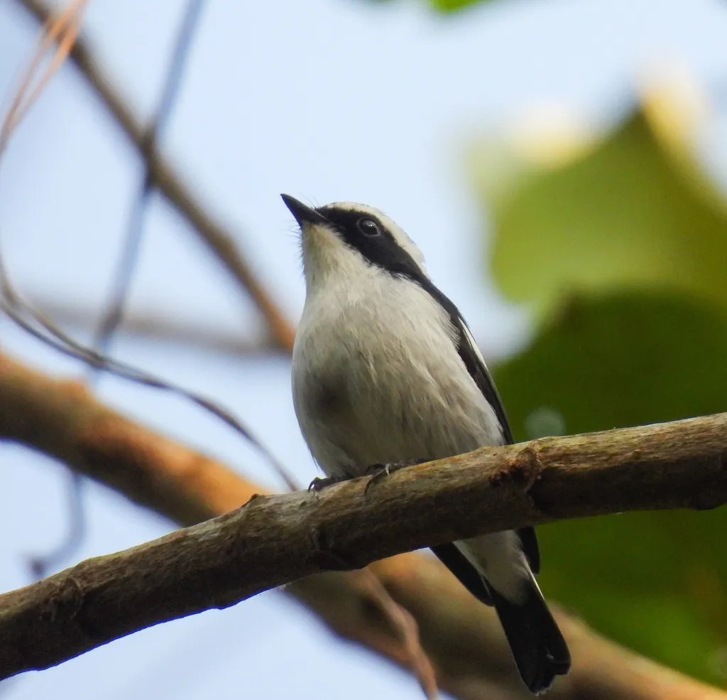 小斑姬鹟(Ficedula westermanni)