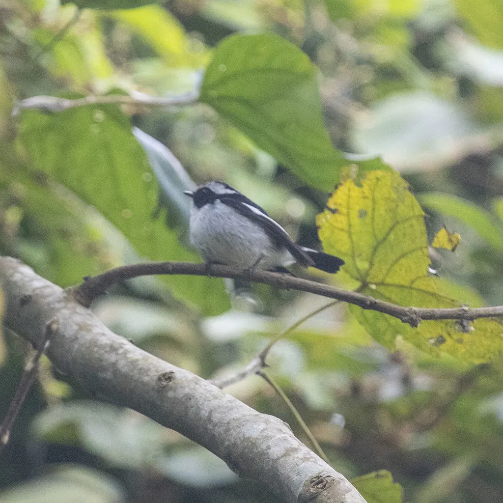 小斑姬鹟(Ficedula westermanni)