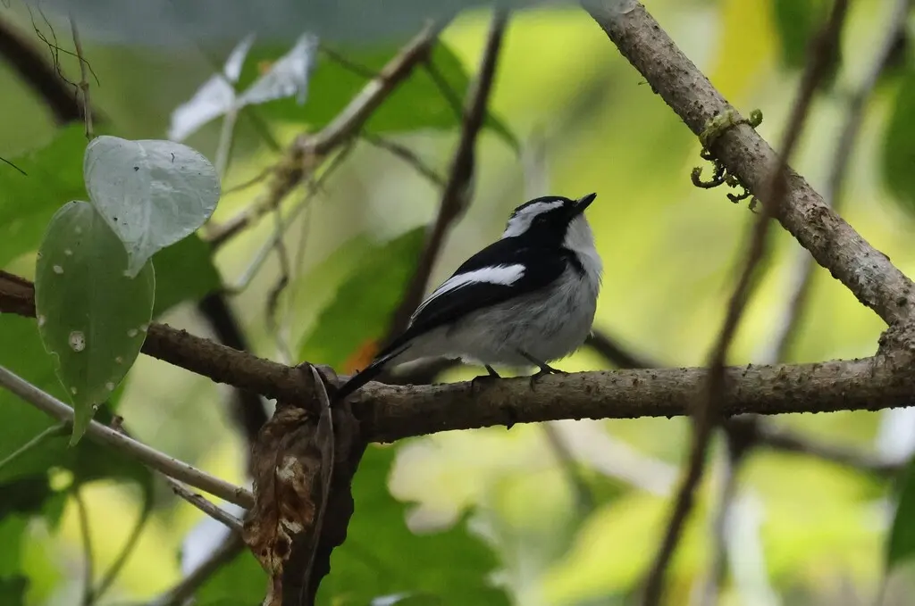 小斑姬鹟(Ficedula westermanni)