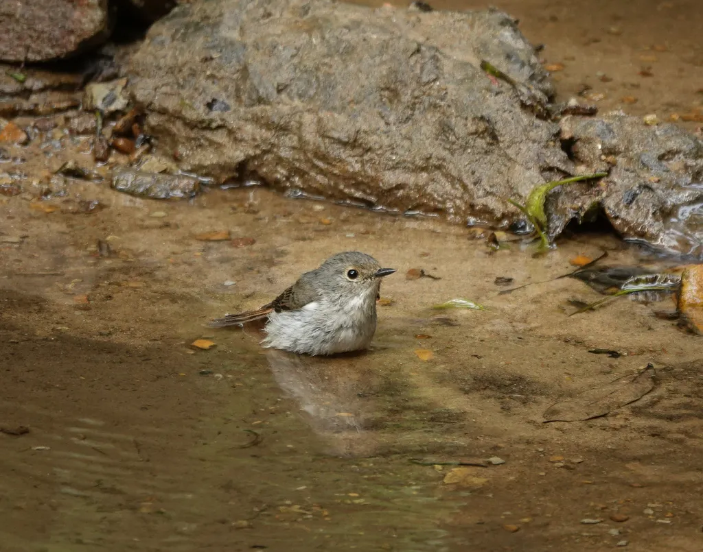 小斑姬鹟(Ficedula westermanni)