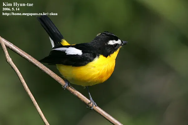 白眉姬鹟（Ficedula zanthopygia）