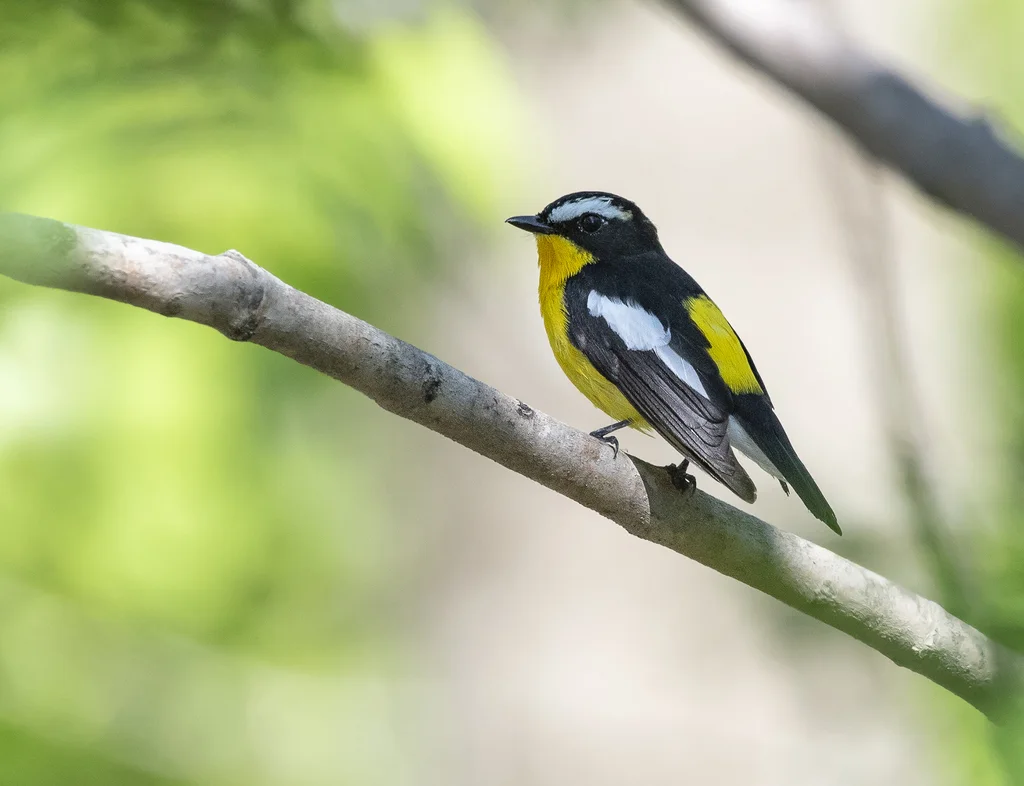 白眉姬鹟（Ficedula zanthopygia）