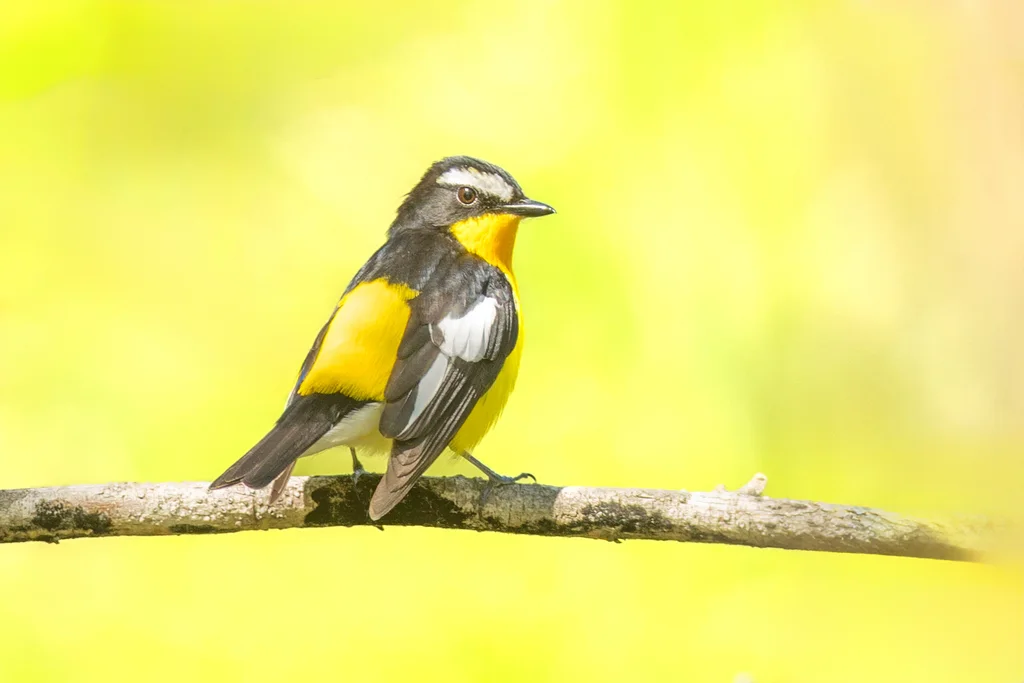 白眉姬鹟（Ficedula zanthopygia）