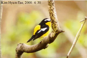 白眉姬鹟（Ficedula zanthopygia）
