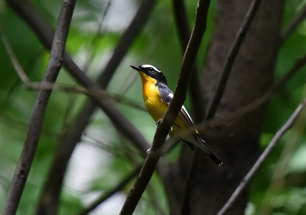 白眉姬鹟（Ficedula zanthopygia）