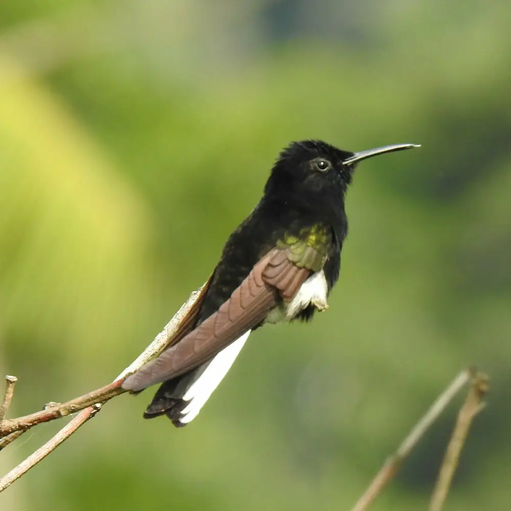 黑蜂鸟(Florisuga fusca)