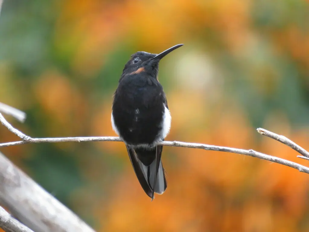 黑蜂鸟(Florisuga fusca)