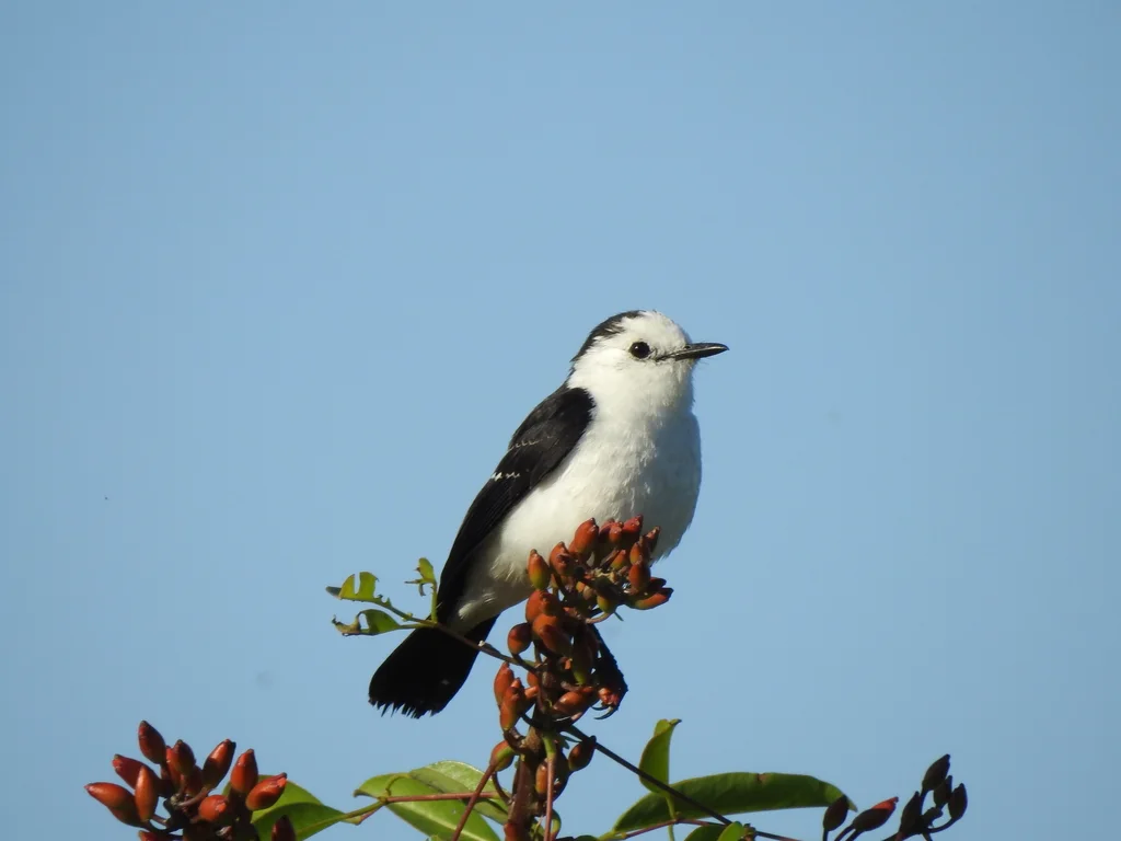 黑背水霸鹟(Fluvicola albiventer)