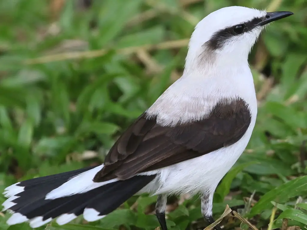 花脸水霸鹟(Fluvicola nengeta)