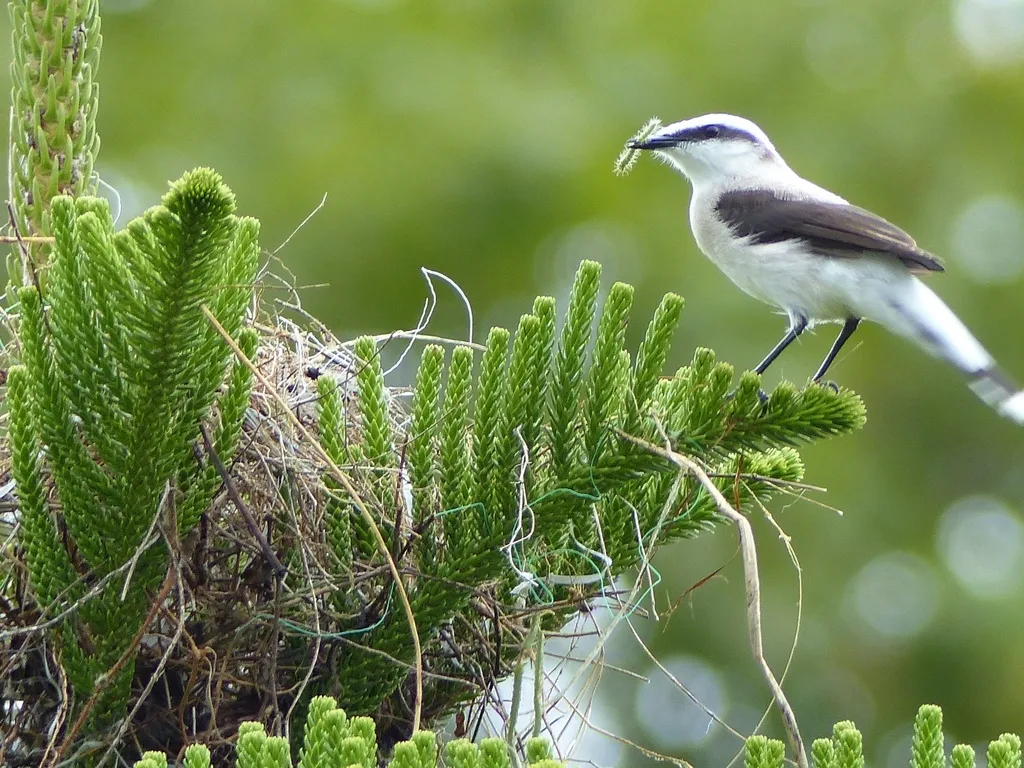 花脸水霸鹟(Fluvicola nengeta)