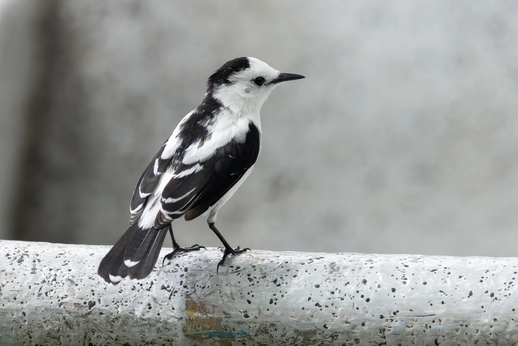 斑水霸鹟(Fluvicola pica)