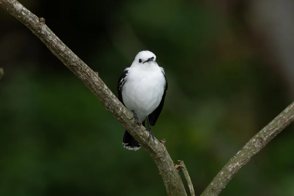 斑水霸鹟(Fluvicola pica)