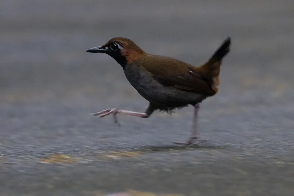 黑脸蚁鸫(Formicarius analis)