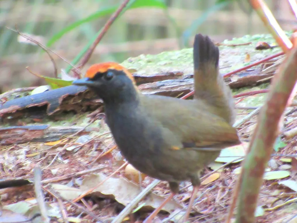 棕顶蚁鸫(Formicarius colma)