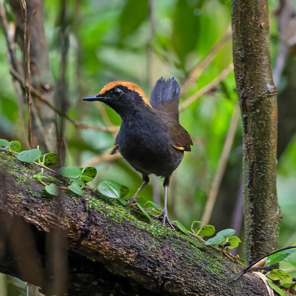 棕顶蚁鸫(Formicarius colma)