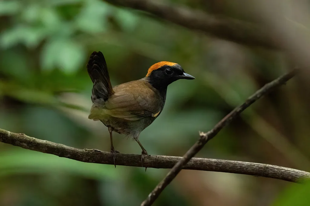 棕顶蚁鸫(Formicarius colma)