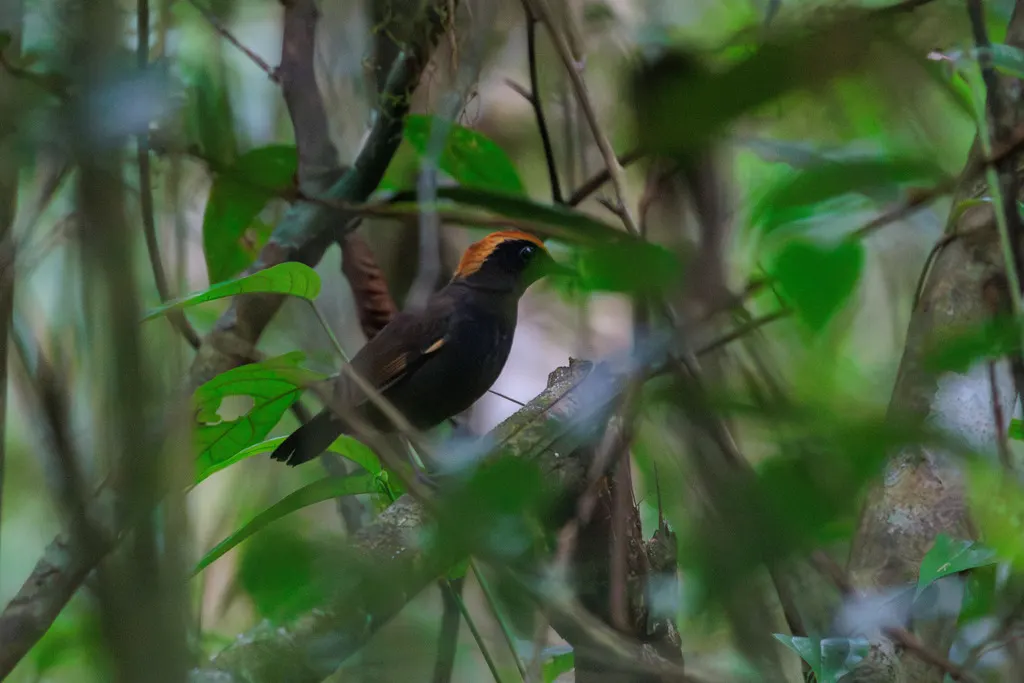 棕顶蚁鸫(Formicarius colma)