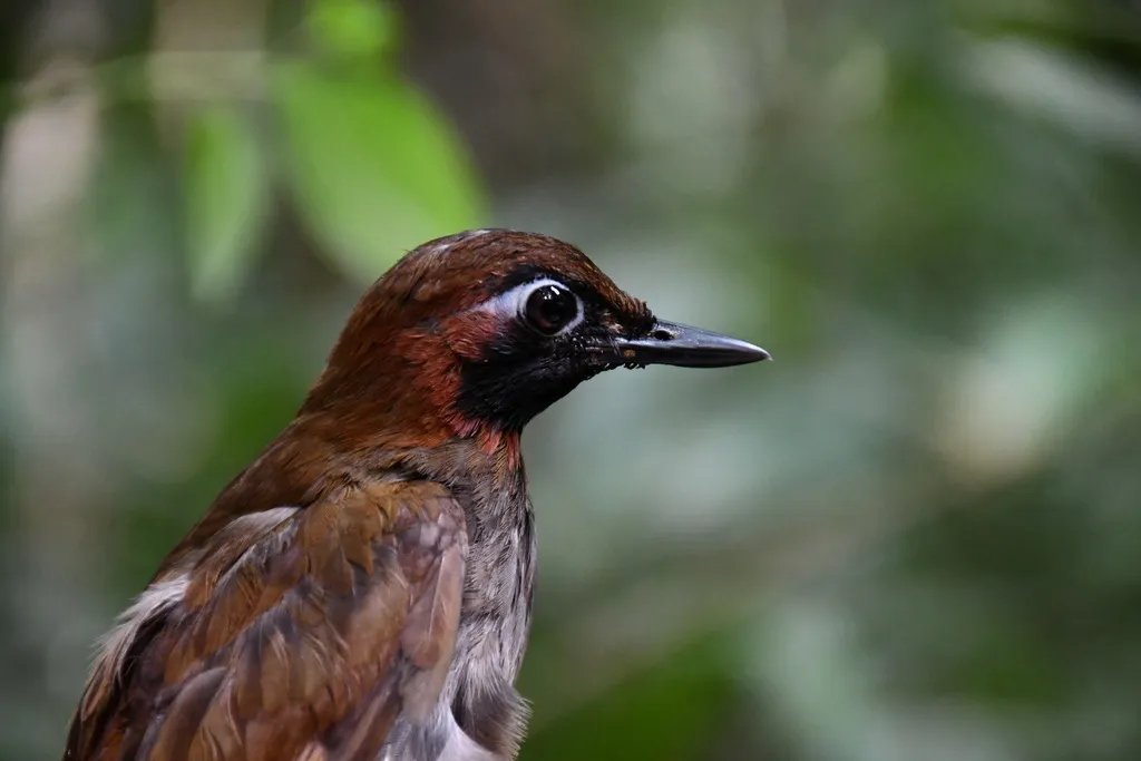 玛雅蚁鸫(Formicarius moniliger)