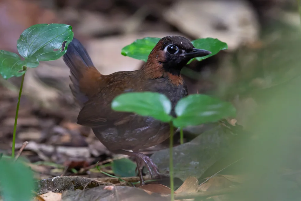 玛雅蚁鸫(Formicarius moniliger)