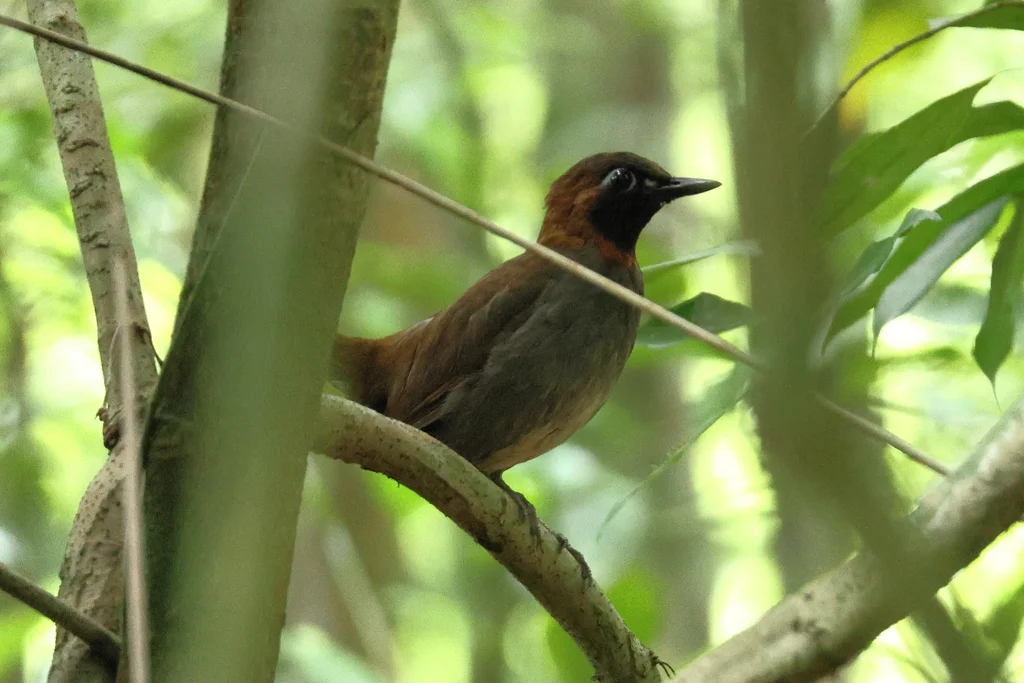 玛雅蚁鸫(Formicarius moniliger)