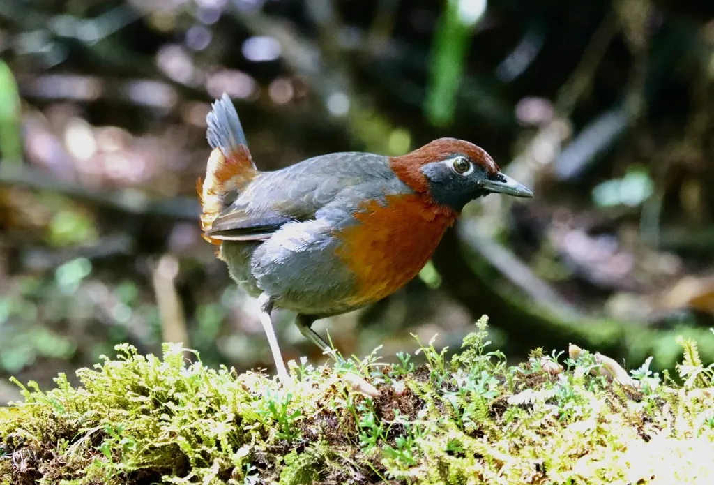 棕胸蚁鸫(Formicarius rufipectus)