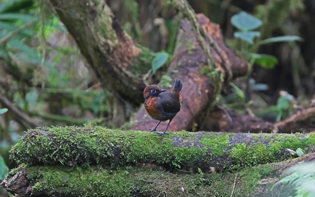棕胸蚁鸫(Formicarius rufipectus)