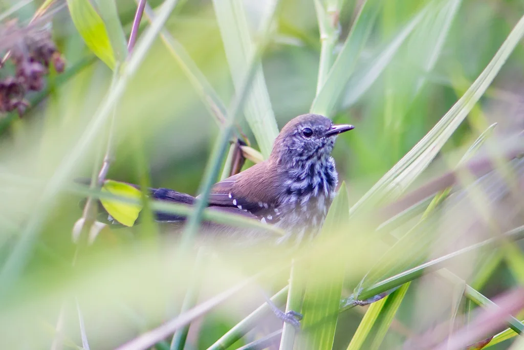 巴拉那蚁鹩(Formicivora acutirostris)