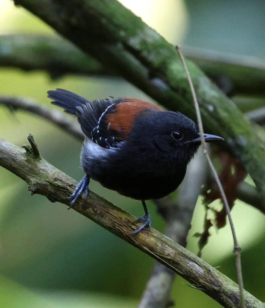 黑巾蚁鹩（Formicivora erythronotos）