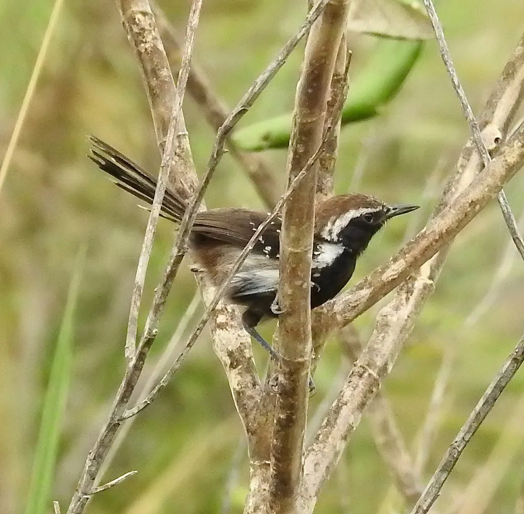格氏蚁鹩(Formicivora grantsaui)