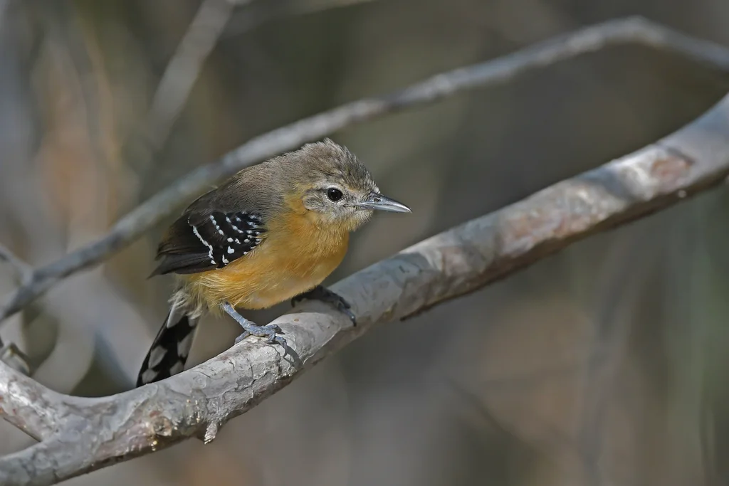 南白胁蚁鹩(Formicivora grisea)