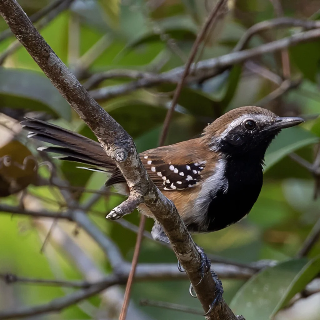 锈背蚁鹩(Formicivora rufa)